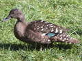 African Black Duck